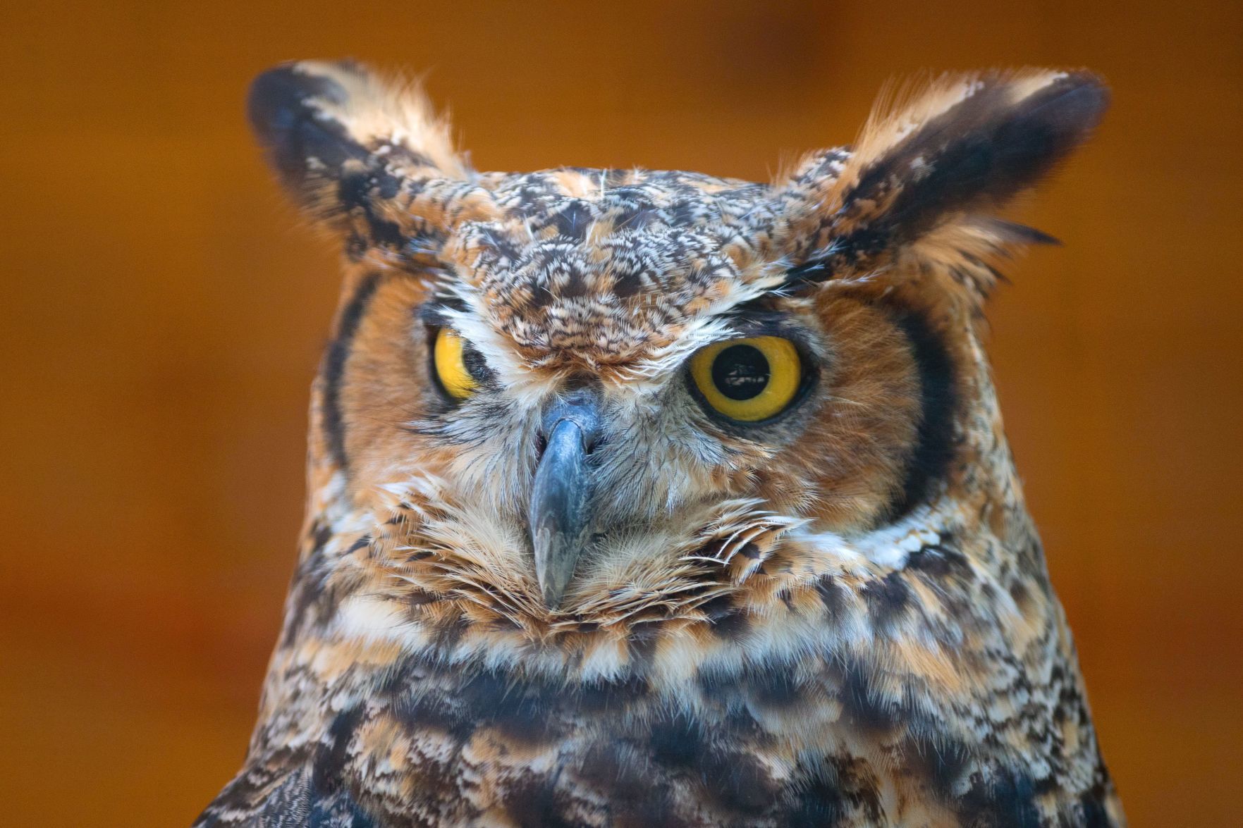 Dissect an owl pellet